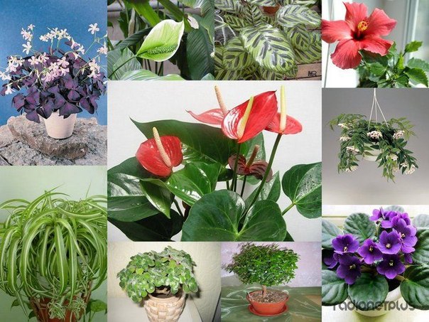 Растения, которые принесут в ваш дом любовь:
