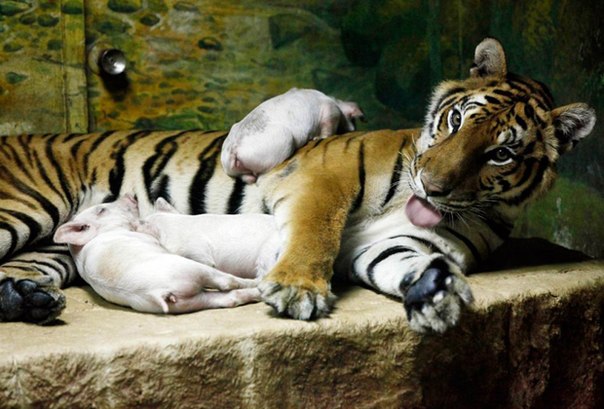 В Калифорнийском зоопарке тигрица родила тройню. Из-за осложнений во время беременности, детеныши родились раньше срока и из-за их небольшого размера, они умерли вскоре после рождения.