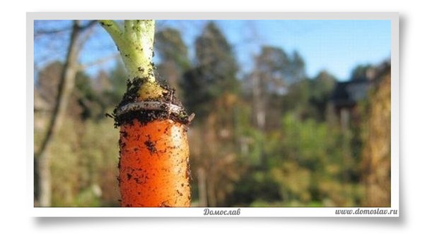 Одна женщина потеряла обручальное кольцо, работая в огороде. Через 16 лет она вытянула морковку, «окольцованную» давней пропажей.