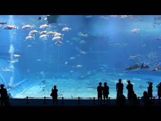 Самый большой аквариум в мире!  Kuroshio Sea