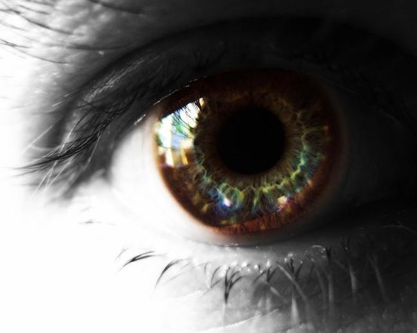 Цвет глаз зависит от пигмента радужной оболочки, который называется «меланин». Количество меланина определяет цвет глаз. Большое количество этого пигмента создает темные глаза (черные, карие и светло-карие), а меньшее количество формирует светлые (зеленые или голубые).