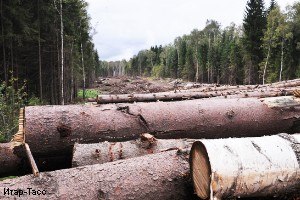 Финляндия снабдит Россию лесом.