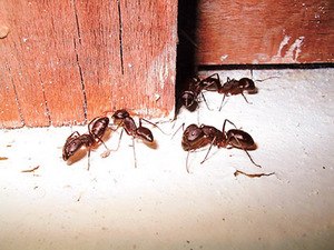 Как избавиться от муравьев!