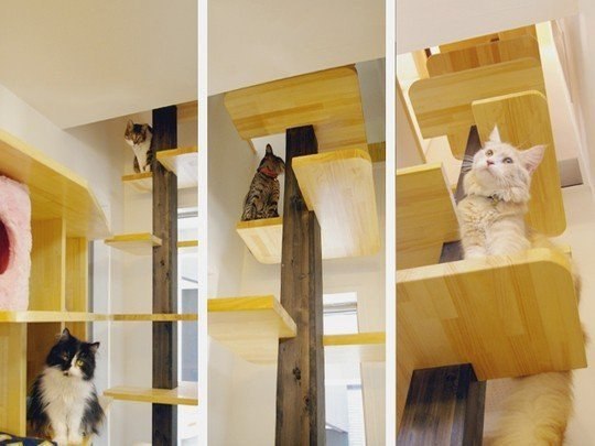 Игровые площадки для кошек в вашей квартире