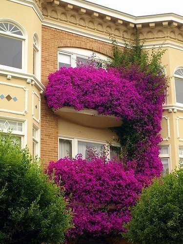 Балкон с цветами
