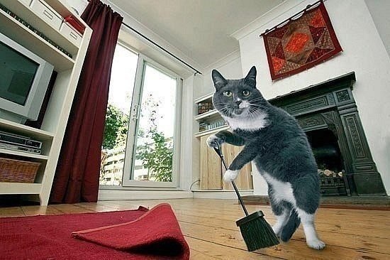Если у вас не хватает денег на домработницу, всегда можно воспитать своего кота