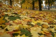 Москвичи ведут борьбу за опавшие листья