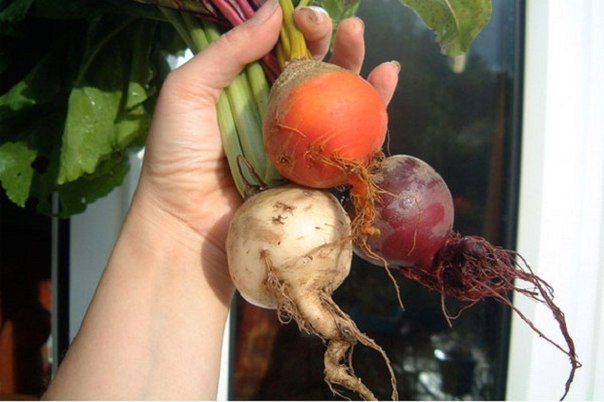 10 странных овощей, недооцененных огородниками 