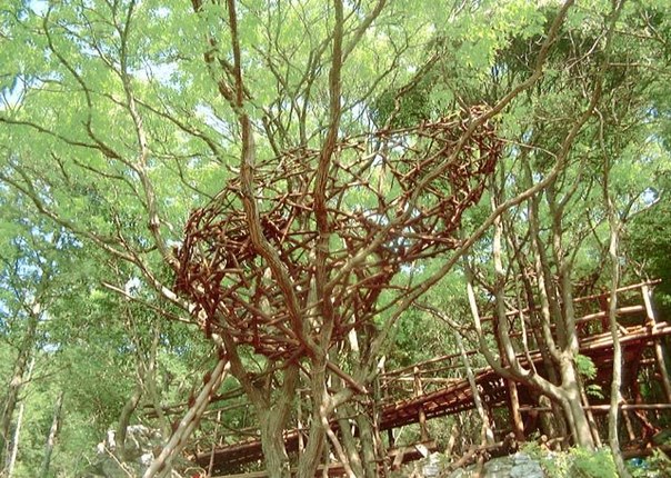 Ресипрокальный дом-гнездо на дереве. Китай.