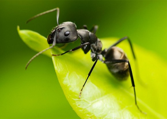 Наши помощники — муравьи