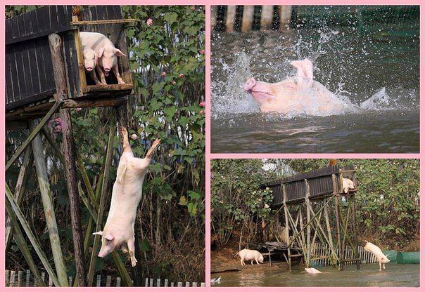 Тот неловкий момент, когда свиньи проводят лето круче, чем тыКАК ПОСТРОИТЬ ЭКОДОМ