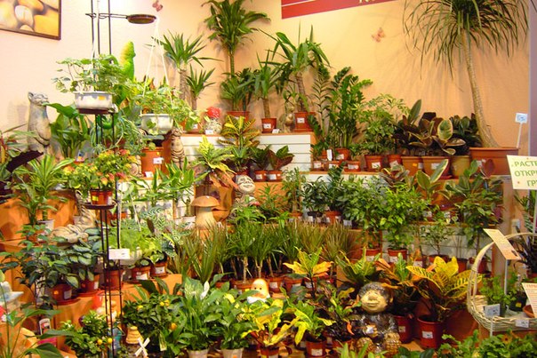 Какие комнатные растения лечат?