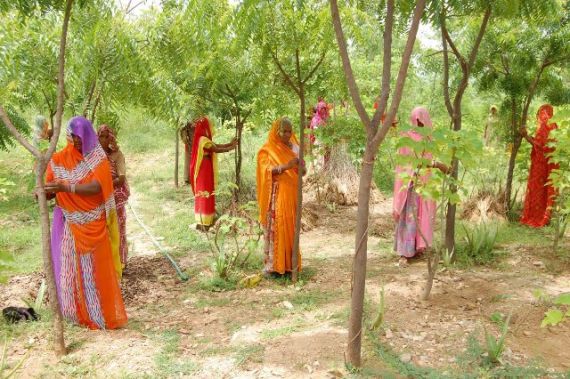 УДИВИТЕЛЬНАЯ ИНДИЯ: 111 деревьев для новорожденной девочки