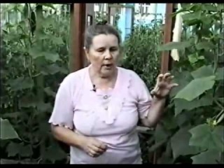огурцы,как выращивать огурцы