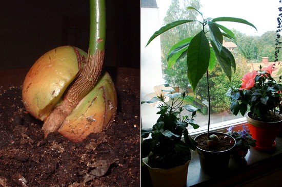 Из обыкновенной косточки авокадо можно очень быстро вырастить целое деревце. Растение крайне неприхотливо в уходе и растет фантастически быстро. Хотя в природе дерево Достигает 18 метров в высоту, в доме оно может вытянуться в высоту до метра.