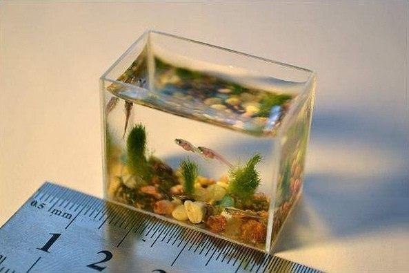 Две чайные ложки воды – таков объем самого маленького в мире аквариума!