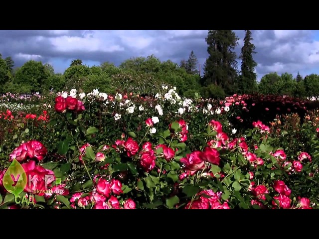 Розарии мира: красота садовых роз