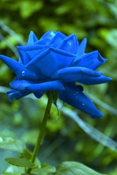 Синие розы на самом деле существуют. Это скрещенные гены белой или чёрной розы с анютиными глазками.
