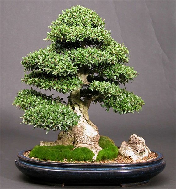 Приглашаю всех в группу Бонса́й («растение в горшке» или "дерево на подносе") — искусство выращивания точной копии настоящего дерева в миниатюре. vkontakte.ru/bonsai_garden