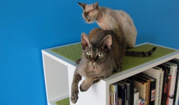 ИНТЕРЕСНОЕ. CatCase – шкаф для книг и котов.