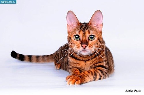НАШИ ЛЮБИМЫЕ ПИТОМЦЫ.Насколько хорошо Вы знаете породы кошек?