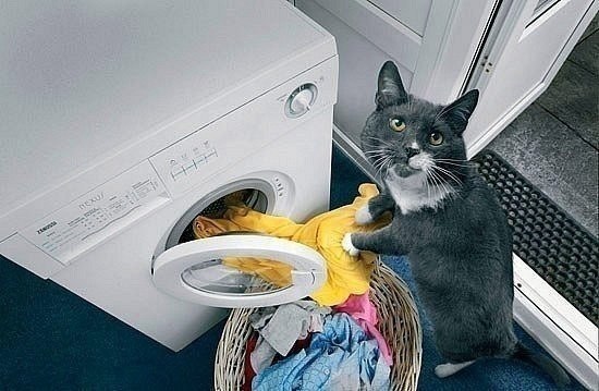 Если у вас не хватает денег на домработницу, всегда можно воспитать своего кота...