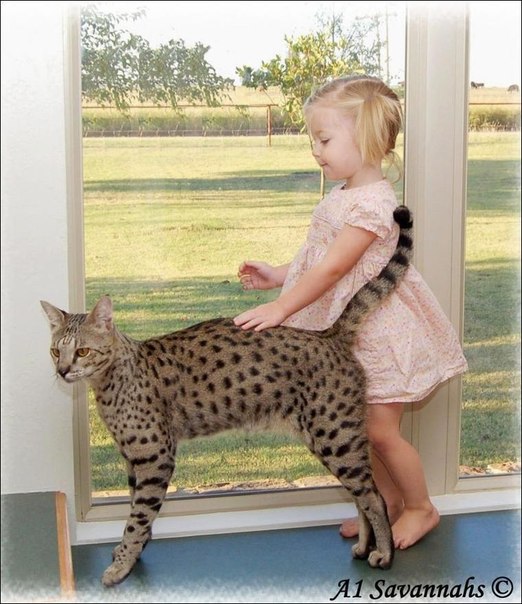 НАШИ ЛЮБИМЫЕ ПИТОМЦЫ. Кошка Саванна (Savannah cat.)