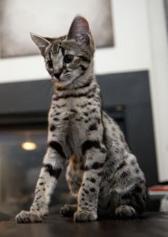 НАШИ ЛЮБИМЫЕ ПИТОМЦЫ. Кошка Саванна (Savannah cat.)