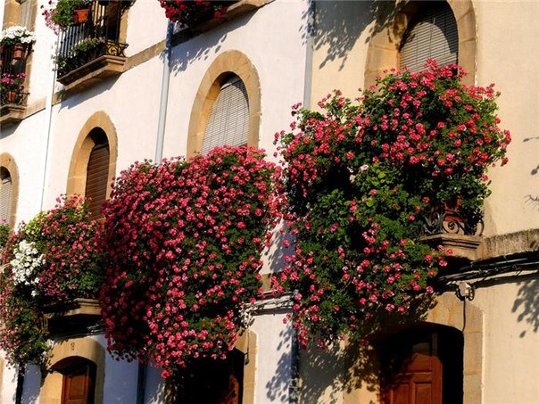 Наши любимые балконные цветы!