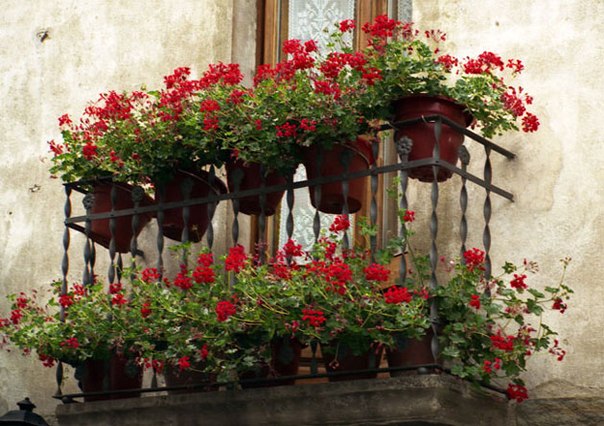 Наши любимые балконные цветы!
