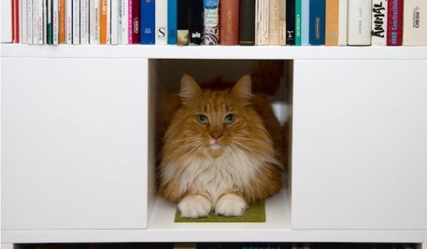 CatCase – шкаф для книг и котов.