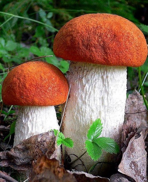 Ещё грибами пахнет лес 