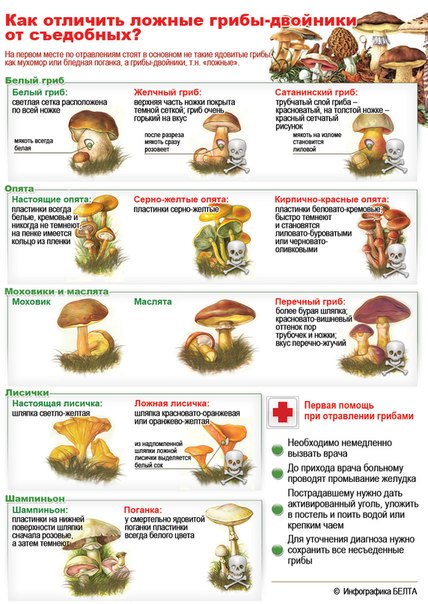 Как отличить ложные грибы - двойники от съедобных?