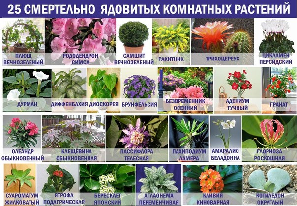 25 смертельно  ядовитых комнатных растений.